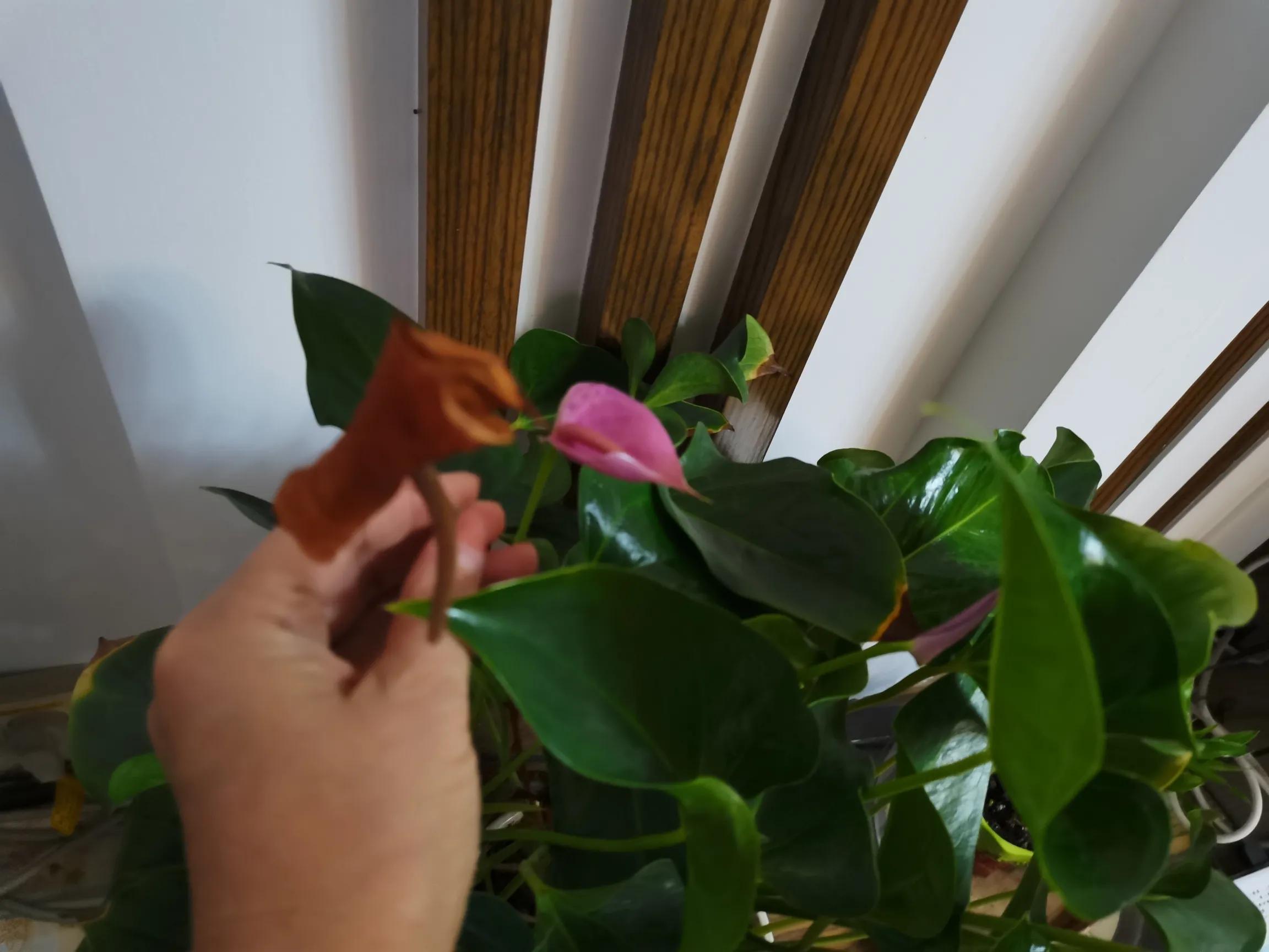 粉掌花变绿了怎么处理,粉掌花败了如何修剪