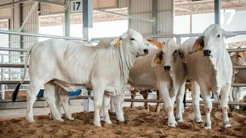 柬埔寨那边制造业怎么样,柬埔寨制造业排名