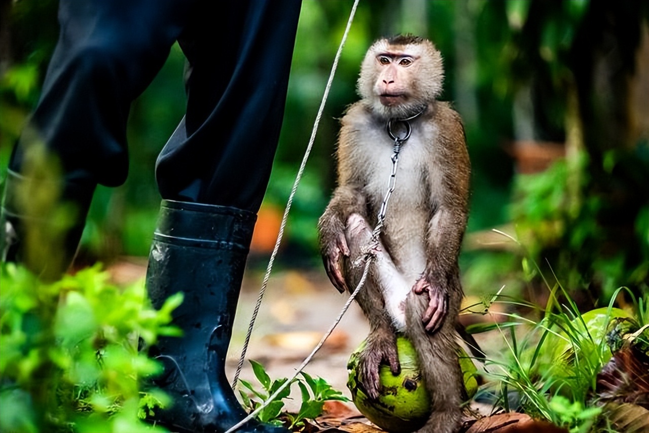 英国反对泰国用猴子摘椰子,泰国人逼迫猴子摘椰子