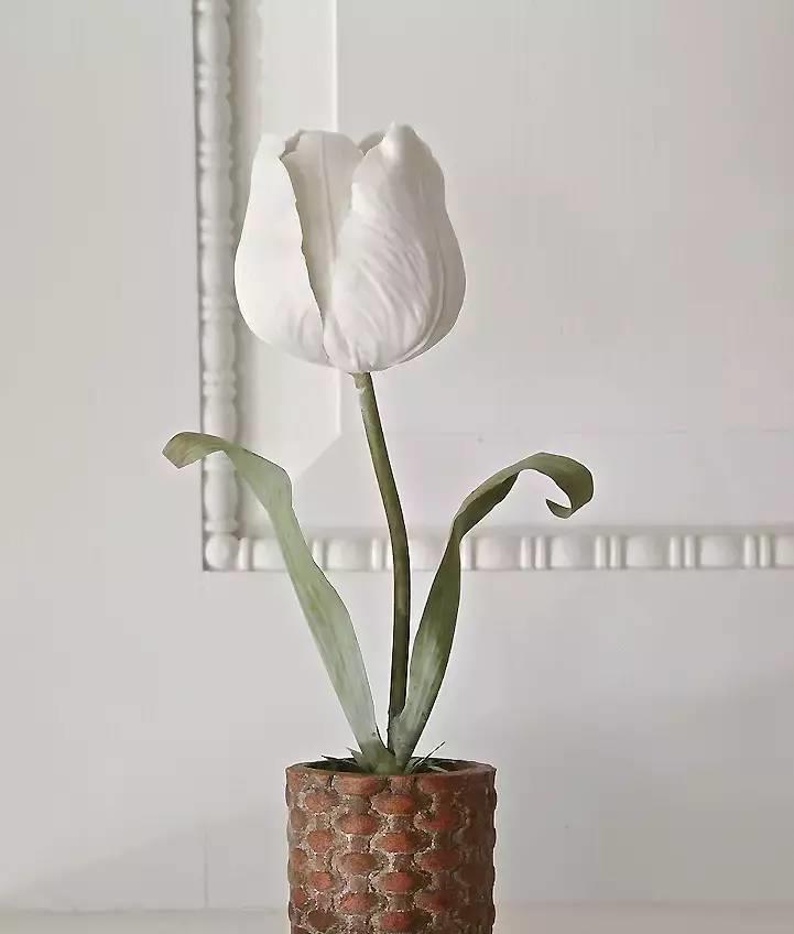 园丁的花园里开出了永生花,园丁永生花