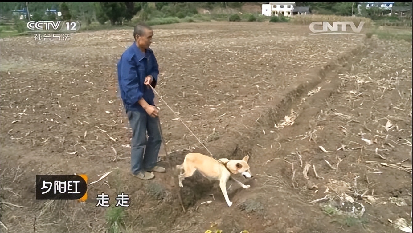 土狗成为导盲犬的辛酸,哪些品种的狗狗成为导盲犬