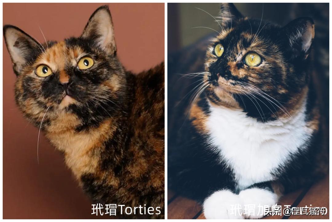 中国猫咪品种玳瑁猫,田园玳瑁猫的嘴