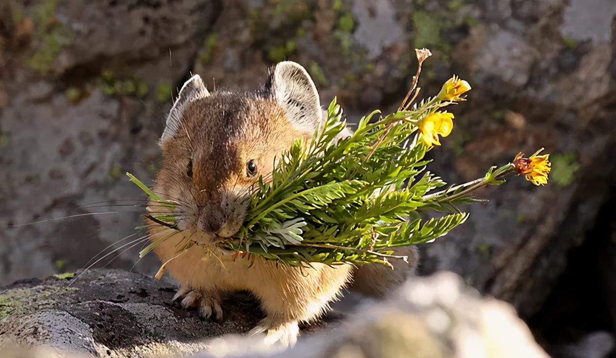 中国高原鼠兔泛滥成灾,高原鼠兔泛滥成灾的地方