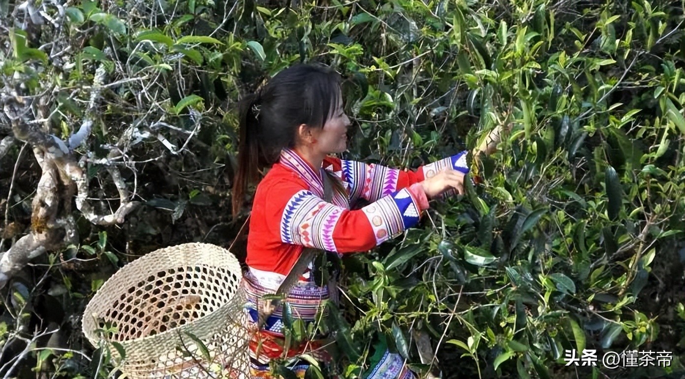 云南省野生古树茶排名第一,云南十大古树茶叶