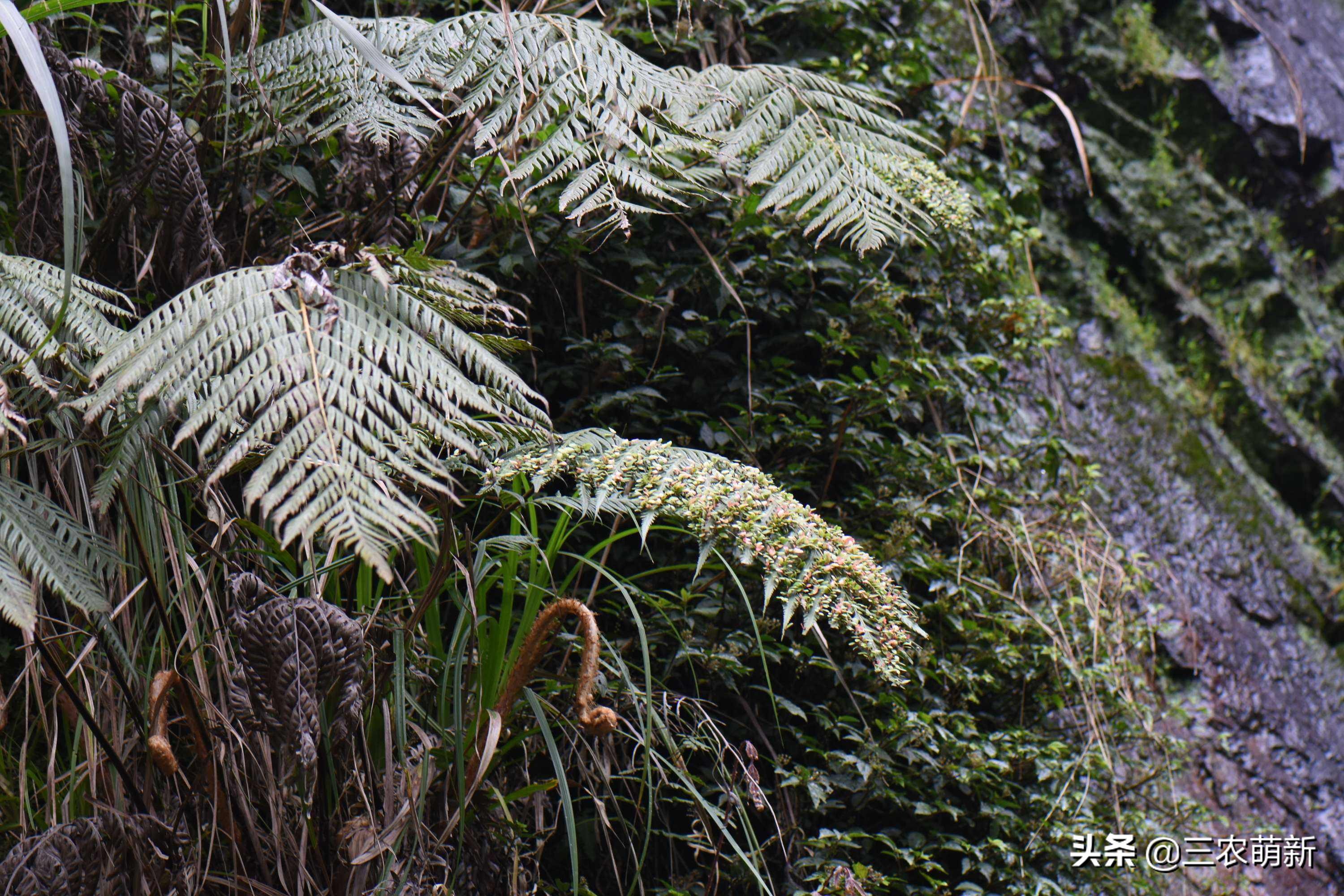 金毛狗狗为啥不建议养,买金毛狗要注意什么