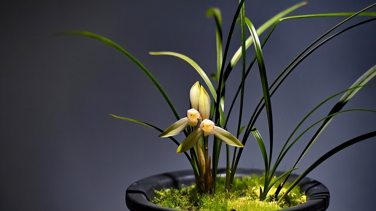 写兰花的诗词都是孤芳自赏？古人这么赞美她，有何私心？