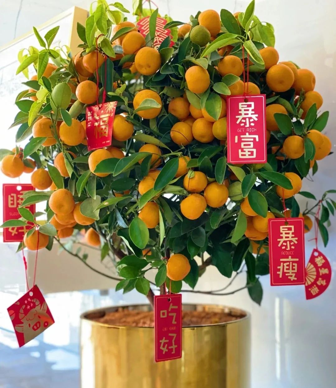 富贵又招财的4种花,开花最香的4种花家里养一盆