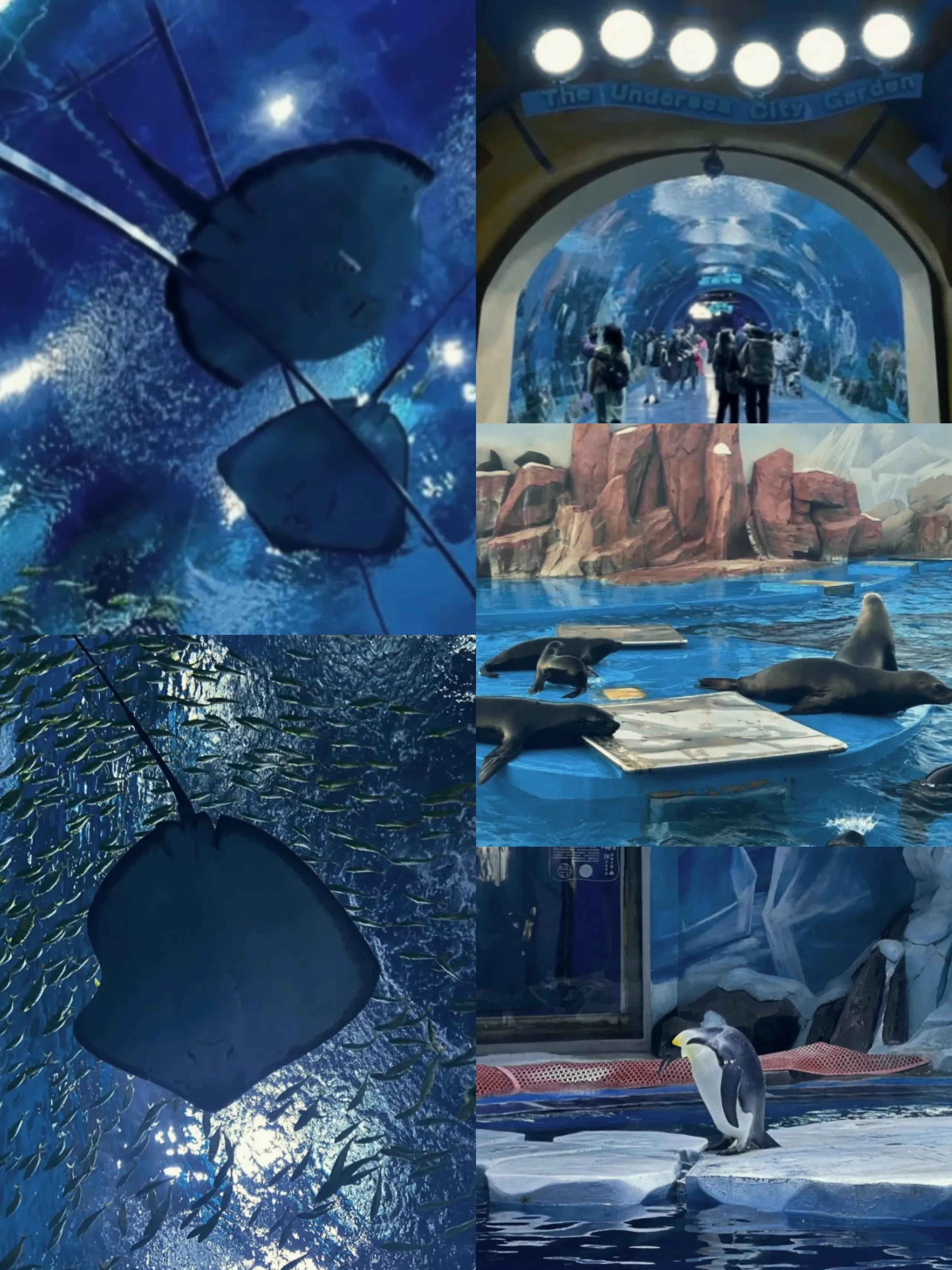 上海海昌海洋公园和水族馆哪个好,上海海昌海洋公园建议游玩时间