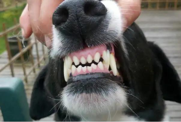 狗狗有几种表现要注意,狗狗有这几种情况说明上火了