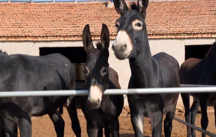 驴浑身是宝顺口溜,现在驴的市场低迷养驴可以吗