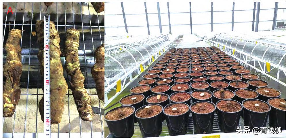 帝王花适合什么地方养,帝王花的盆栽养殖技巧