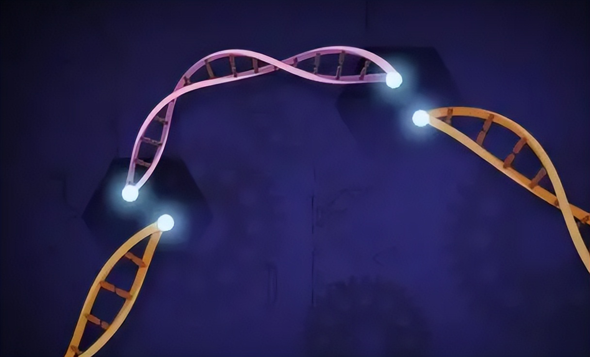 对牛毛色遗传影响：夏洛莱×荷斯坦种群中，真黑素与黑素的稀释