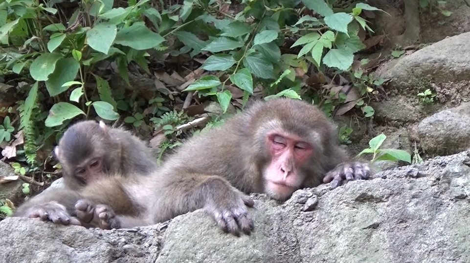 日本母猴称王,日本母猴王现状