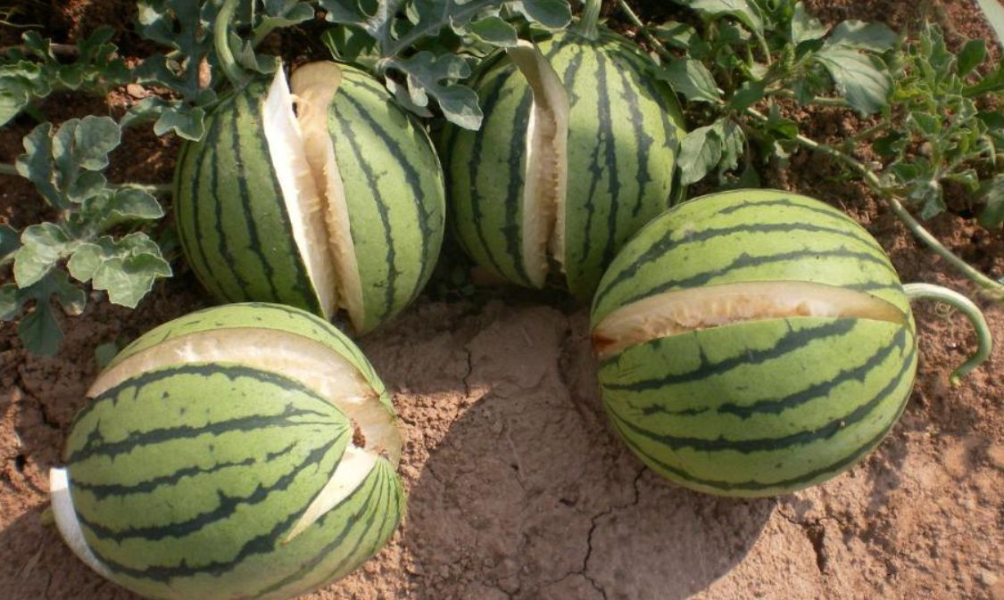 沙漠有西瓜为什么无人敢吃,沙漠里有西瓜为何没有人去吃