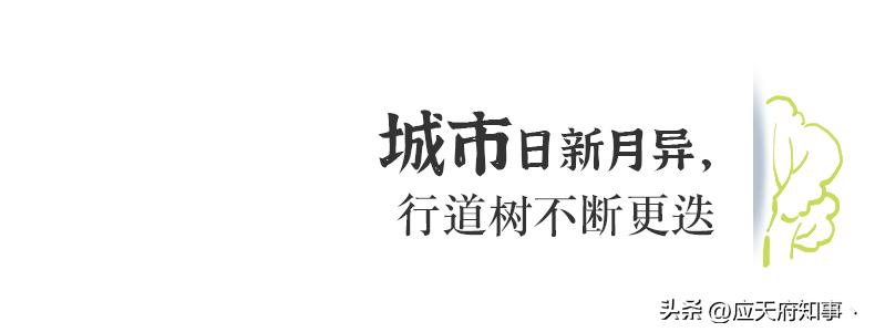 梧桐树寄托乡愁的诗句,关于南京的梧桐树文章