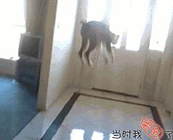 经典沙雕搞笑对话语录,最沙雕的幽默语录