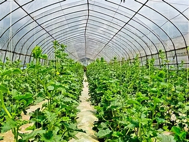 有机农业的基本特征,有机农业的利弊