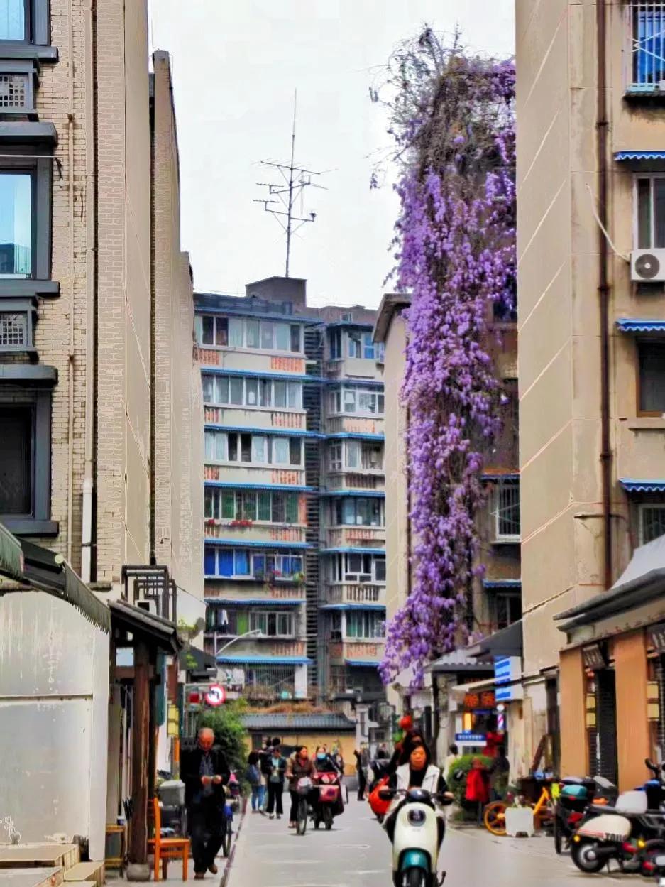 紫藤花成都周边,成都1号桥紫藤花