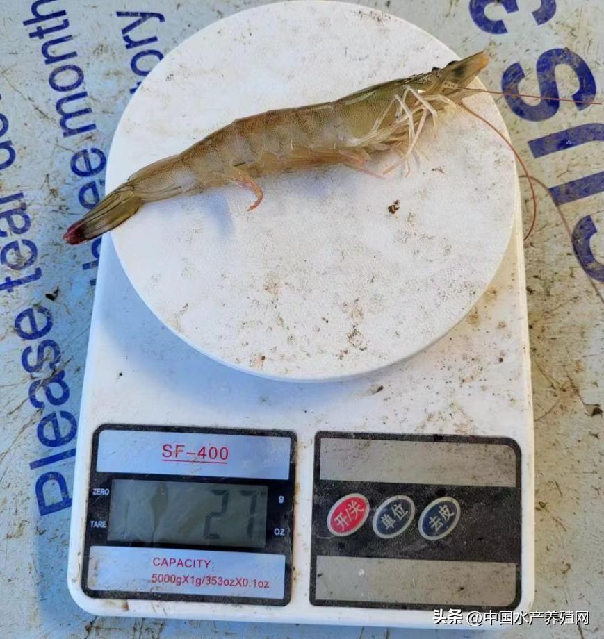 人工养对虾一亩地能赚多少钱,养殖对虾一亩地能赚多少钱