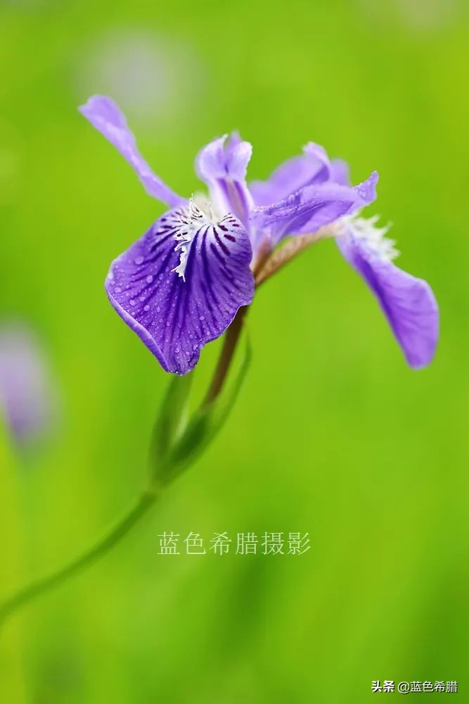 花花草草怎么拍出高级感,如何拍出惊艳的花卉