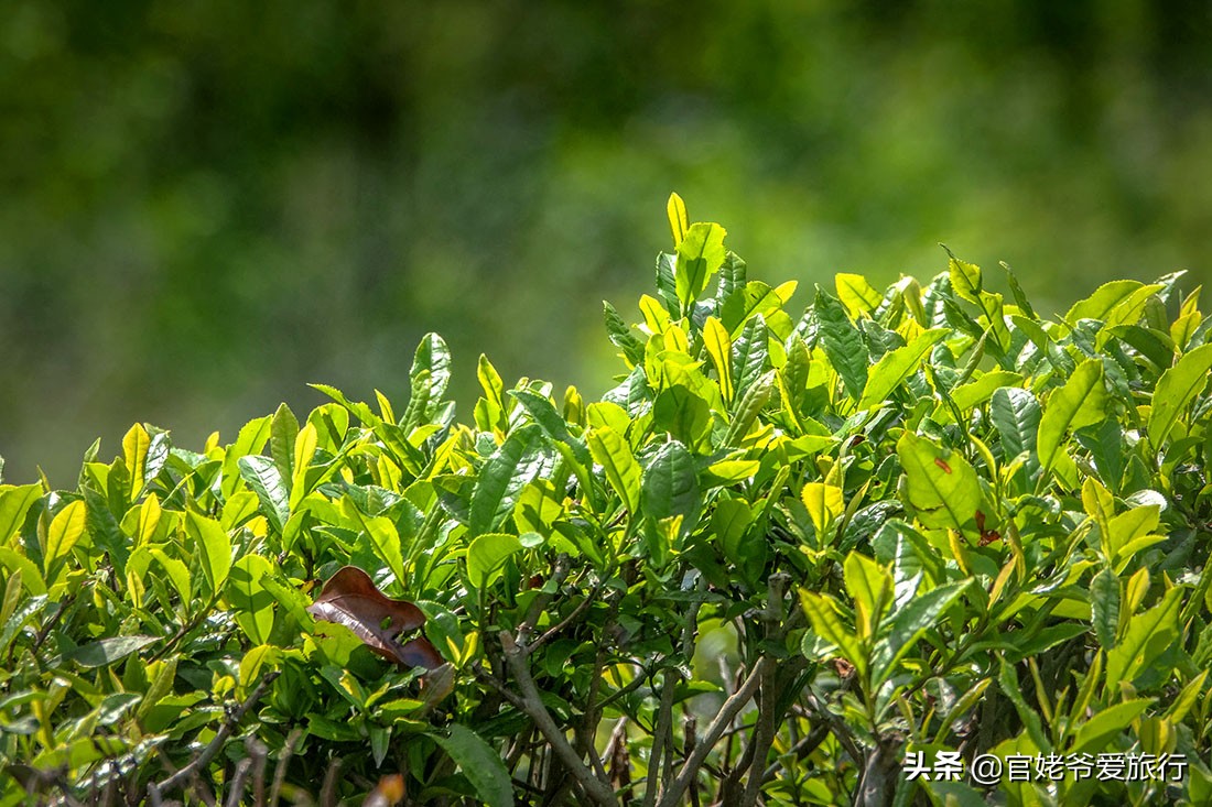 武汉黄陂茶谷风景区,武汉市黄陂区后花园