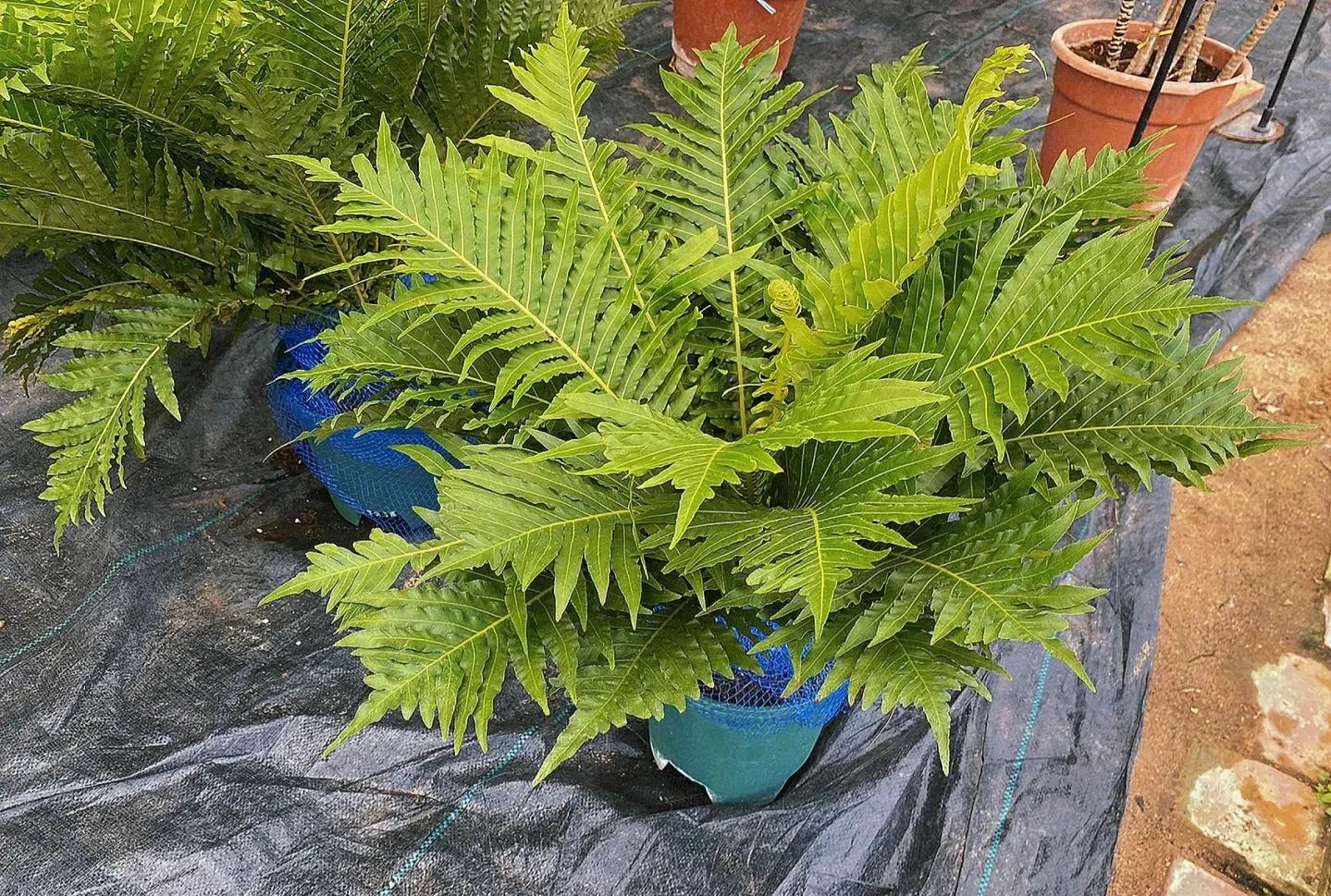 适合客厅的花卉植物图片欣赏,客厅花卉植物哪个最好养