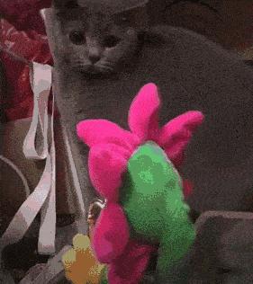 猫咪讨厌你的5个表现你中了几个,猫咪最讨厌的几种东西是什么呀