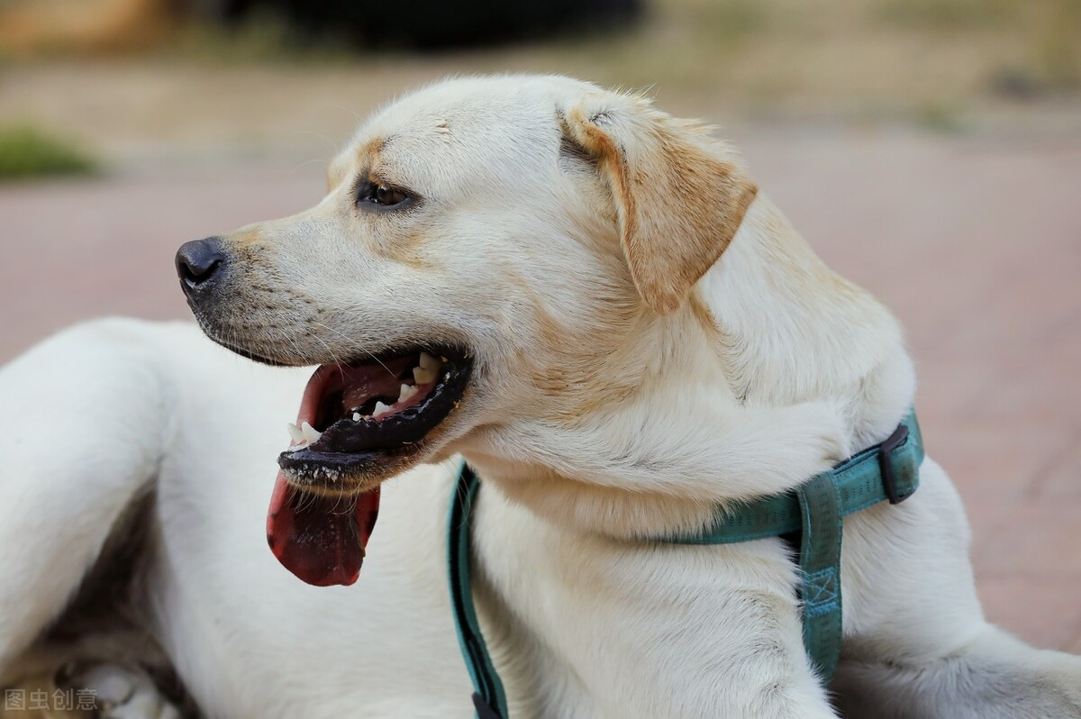 狗狗尿血又拉稀,狗狗拉血呕吐没精神是什么原因