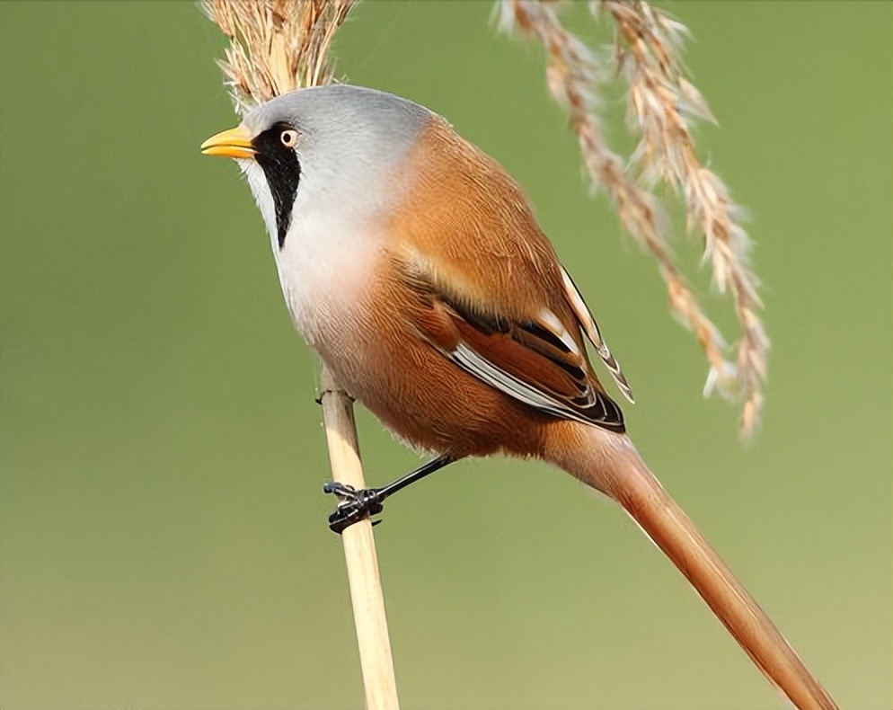 50张最佳鸟类摄影作品,鸟儿大全大图