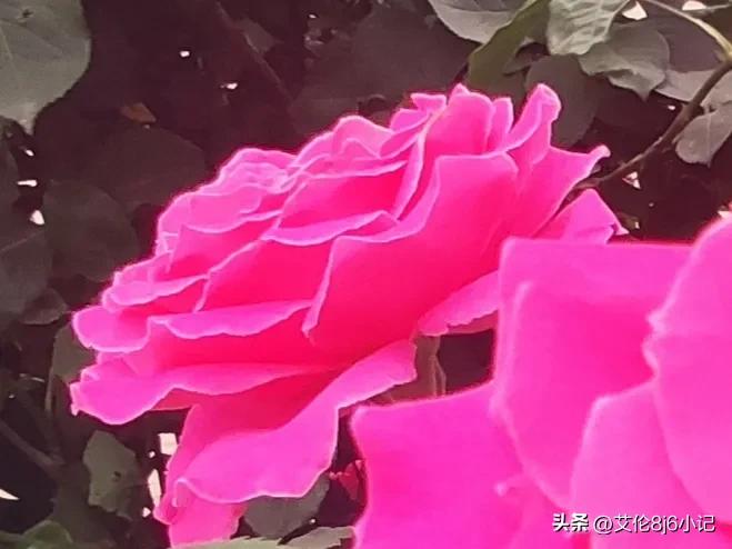 夏天鲜花盛开的唯美句子简短,冬日暖阳鲜花朵朵惬意的唯美句子