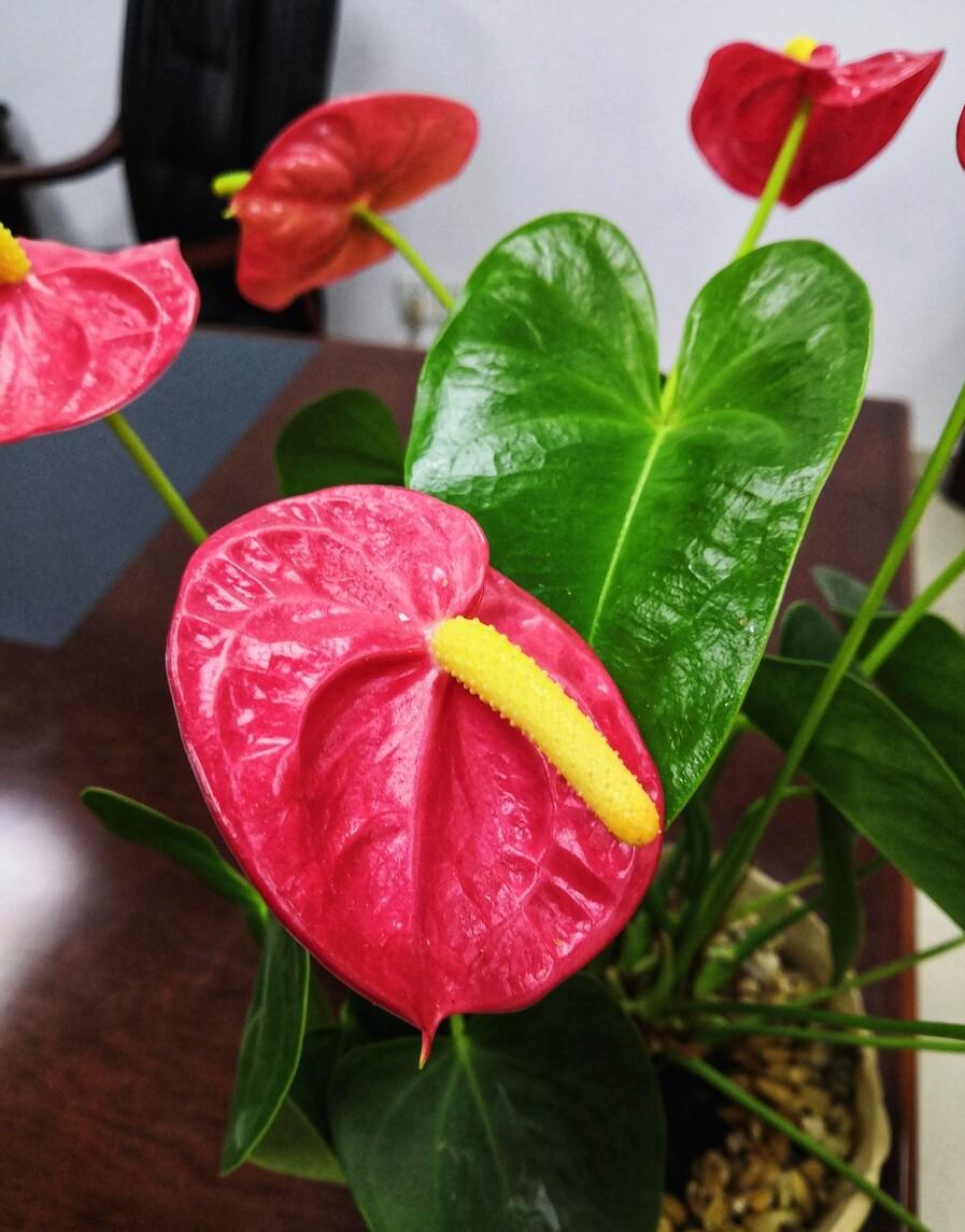 10种不怕晒的盆栽植物介绍一下,怕晒的十种花