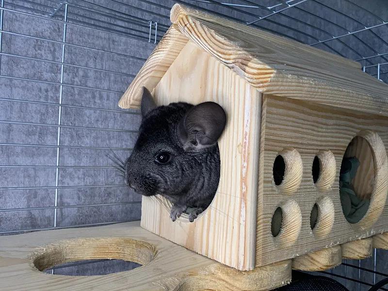 什么宠物对纯素食者最好,好养且可以食用的宠物有哪些