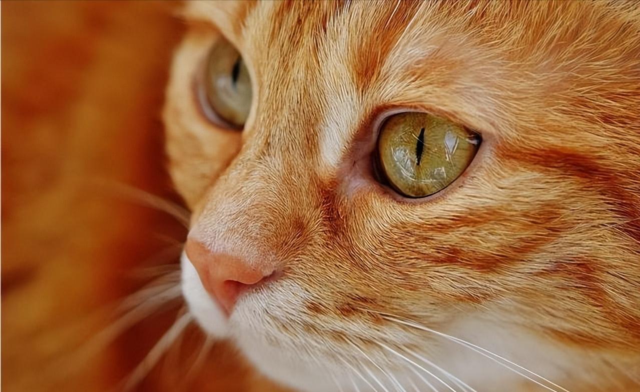 猫咪有哪些表现说明它过得很幸福,猫咪有哪些表现证明你养得好呢