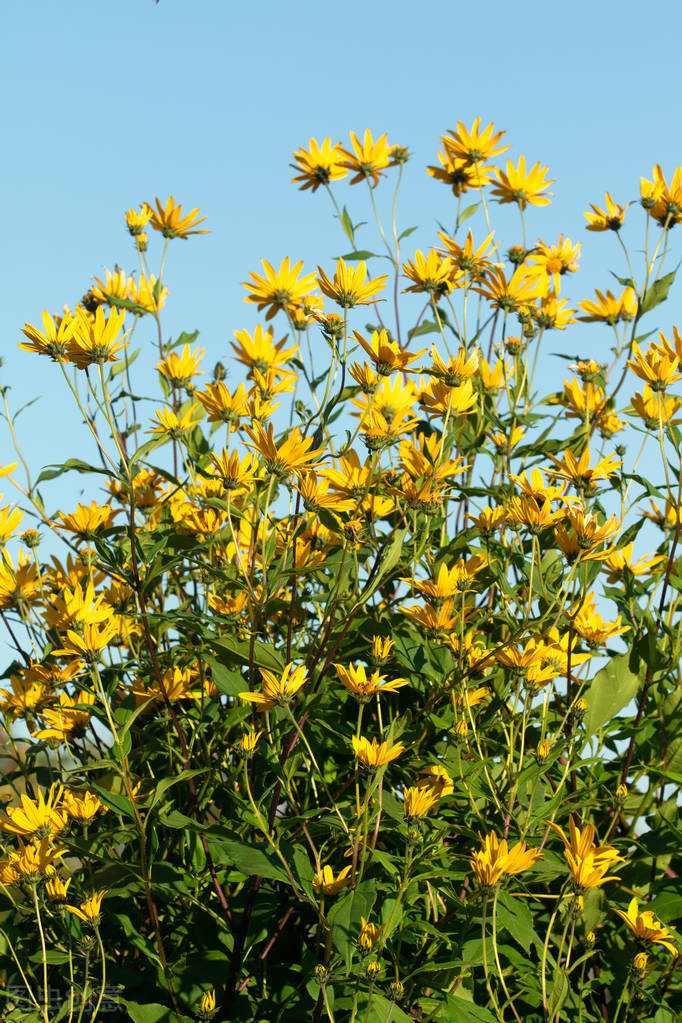 牙膏的生活小妙招,22个生活小妙招