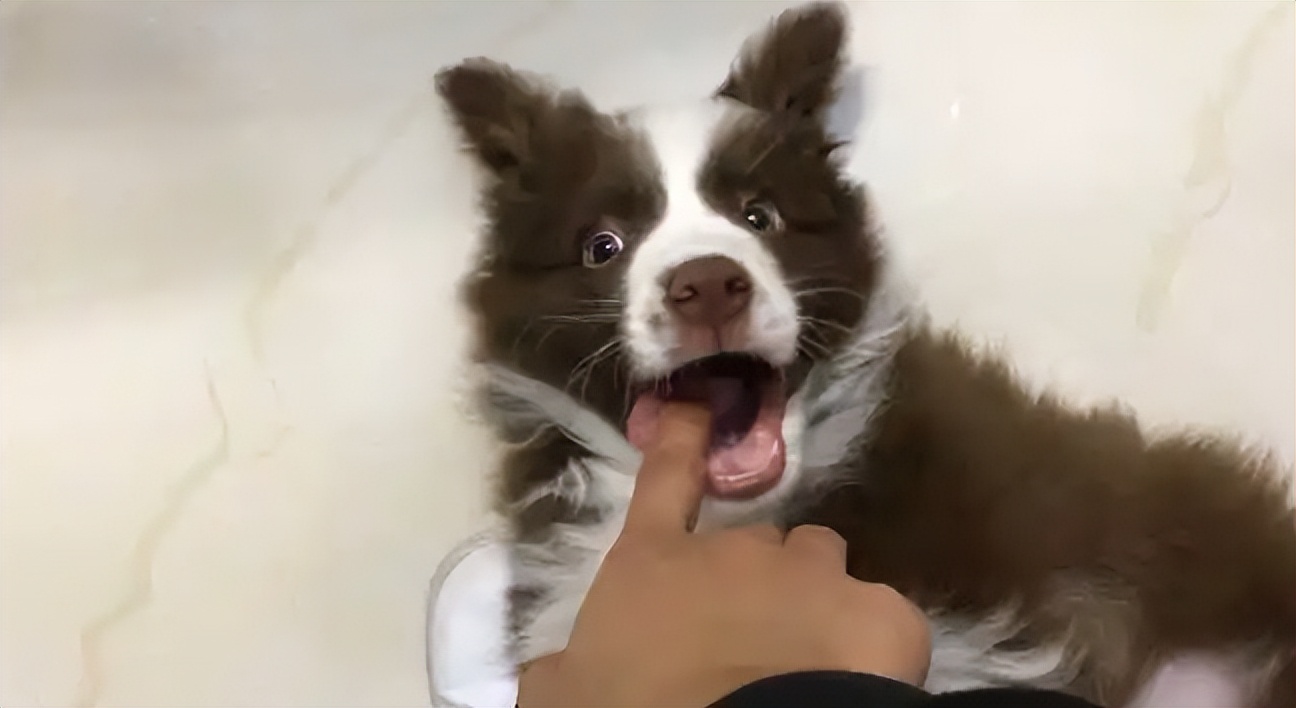 边境牧羊犬为什么不建议养,边境牧羊犬为什么讨人厌