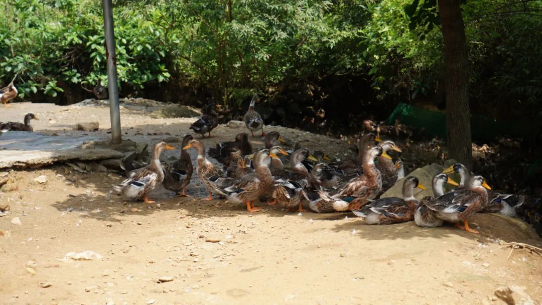 【聚焦“百县千镇万村高质量发展工程”】连麦石坑鸭：乡村振兴有门道