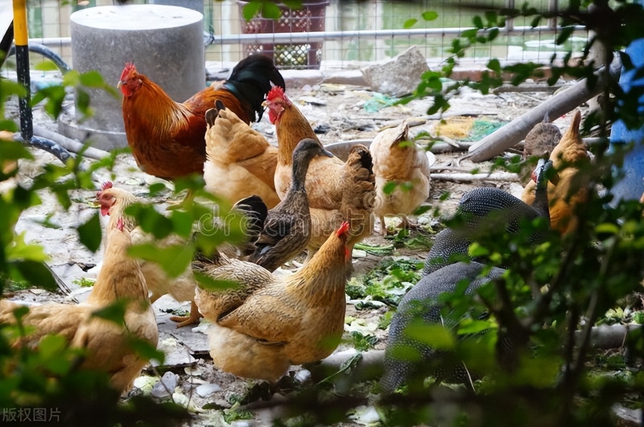 闷声发大财的100个小生意,现在农村什么小生意赚钱