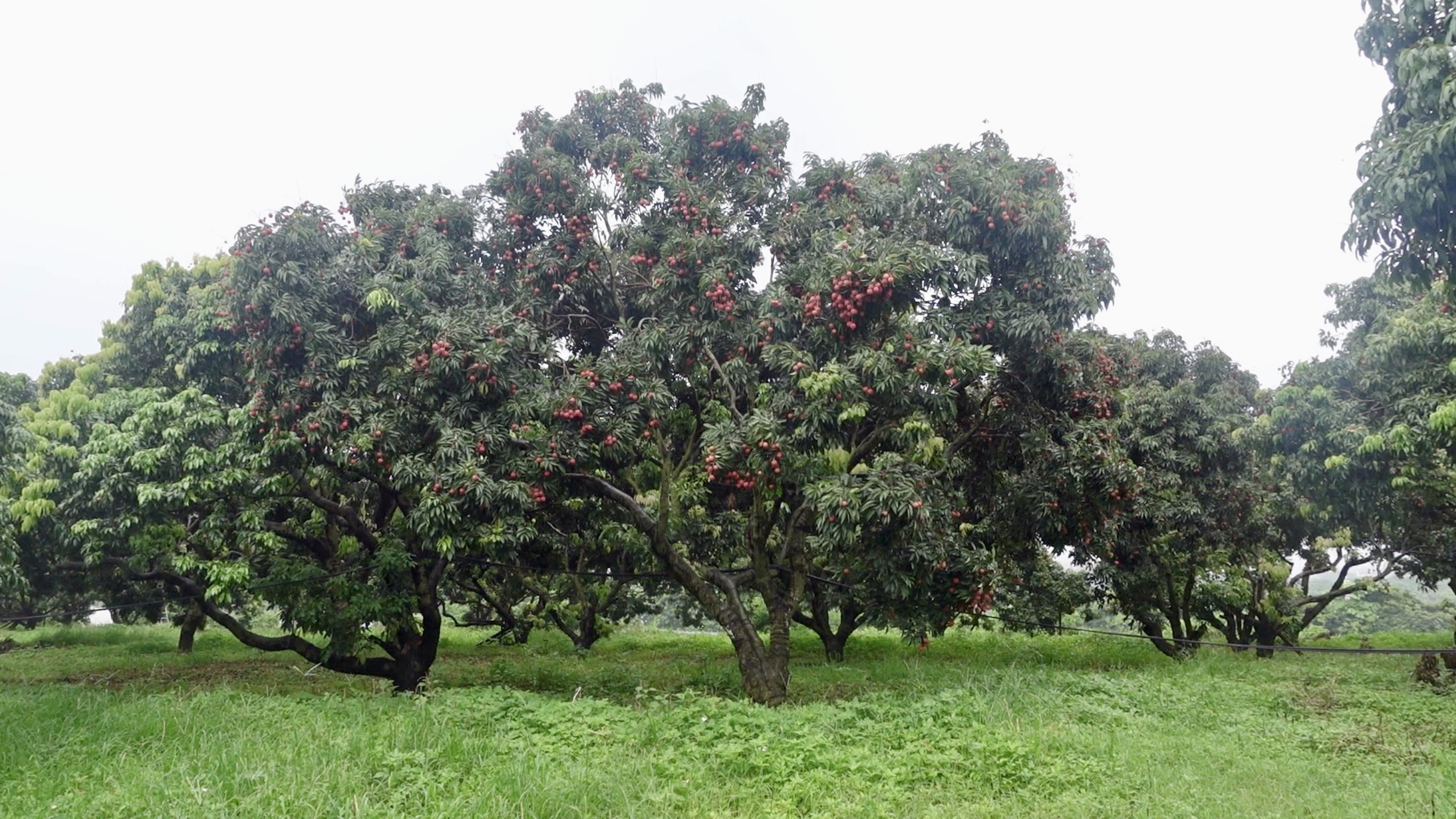 东莞美食和地标简介及特点,东莞的美食历史文化