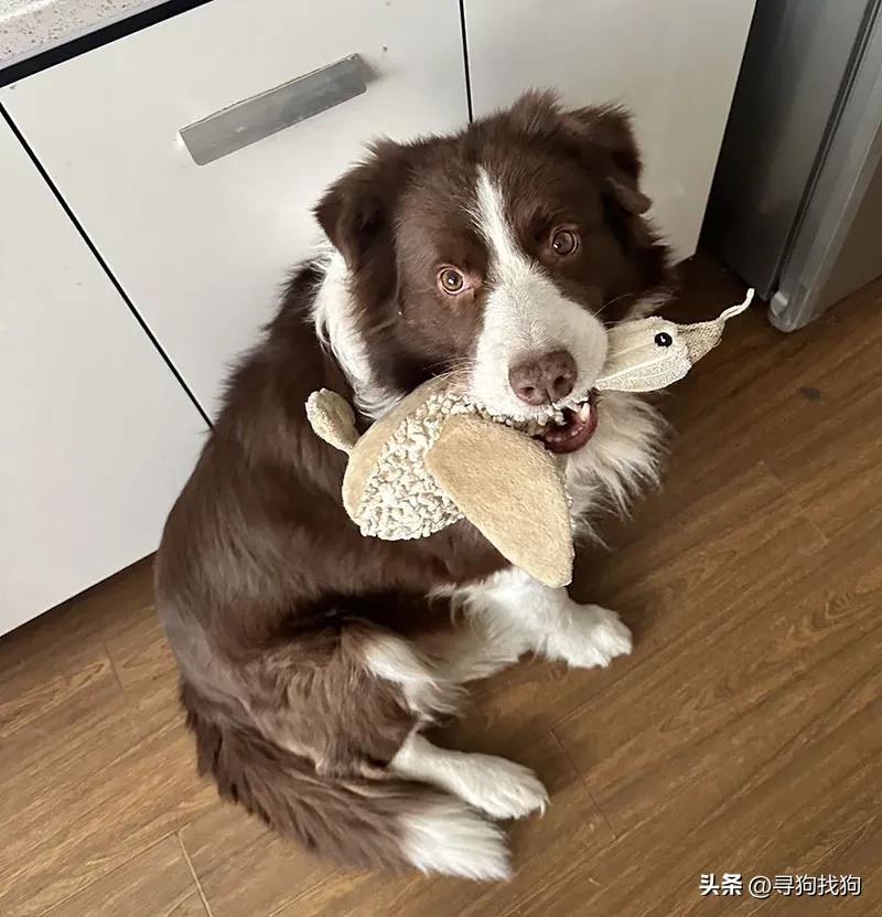 南通边境牧羊犬出售转让,边境牧羊犬在南通哪有得卖