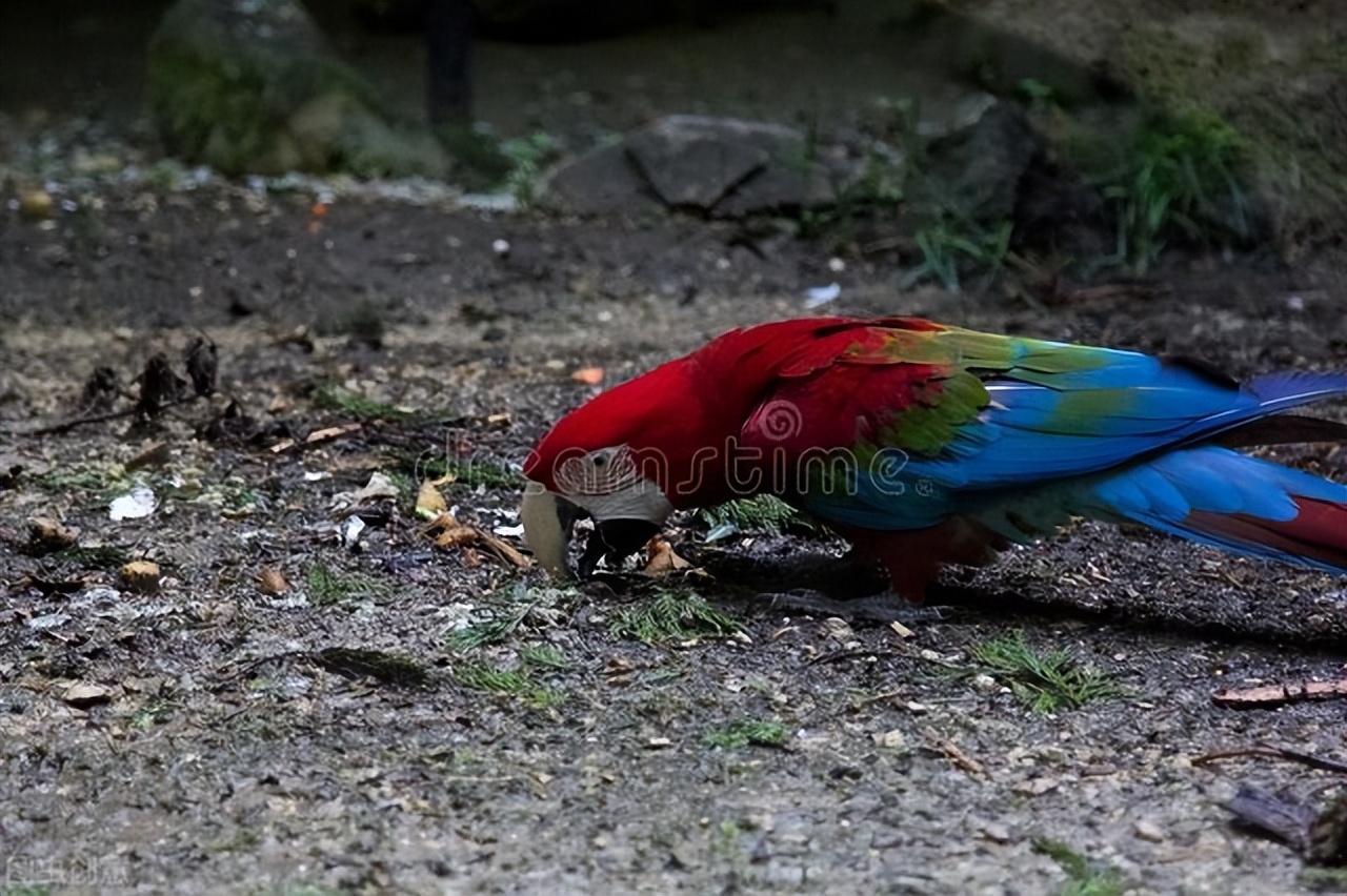 虎皮鹦鹉拉稀精神不振尾巴粘屎,玄凤鹦鹉拉稀闭眼没精神站不稳