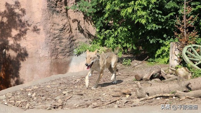 复仇的兔子游戏,复仇的兔子歌曲