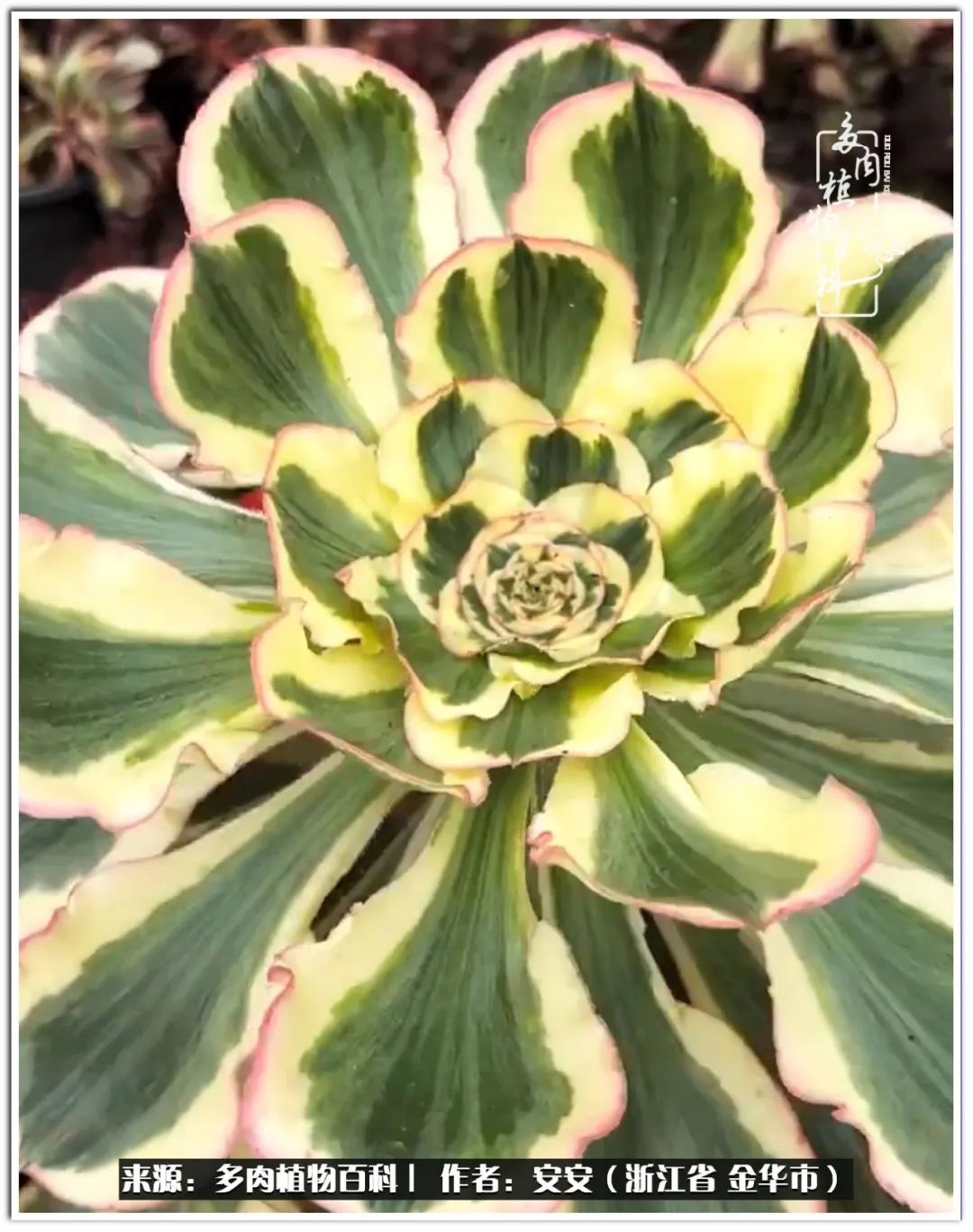 多肉法师花卉品种大全,多肉法师为什么叫法师