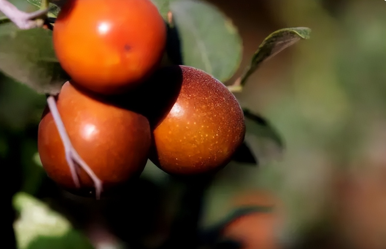 猕猴桃能消除脸上的皱纹吗,吃猕猴桃可以防止皱纹吗