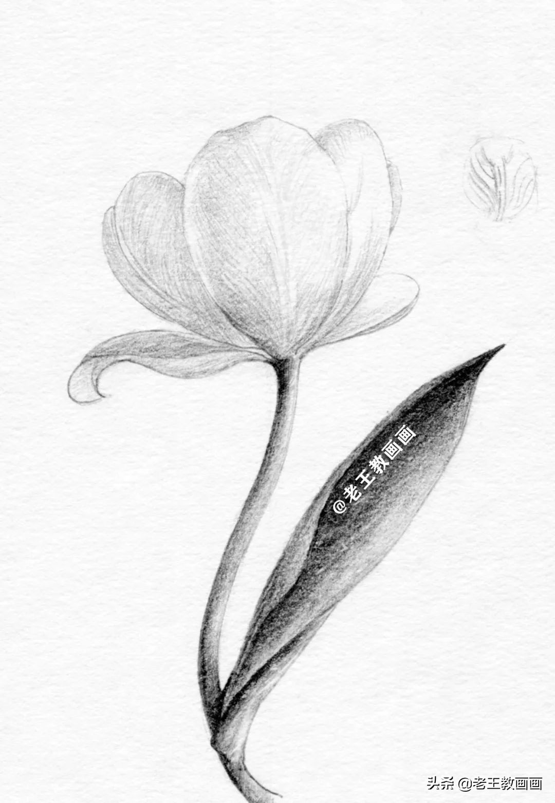 用铅笔画一幅花儿草儿真美丽的画,花儿风景画铅笔画