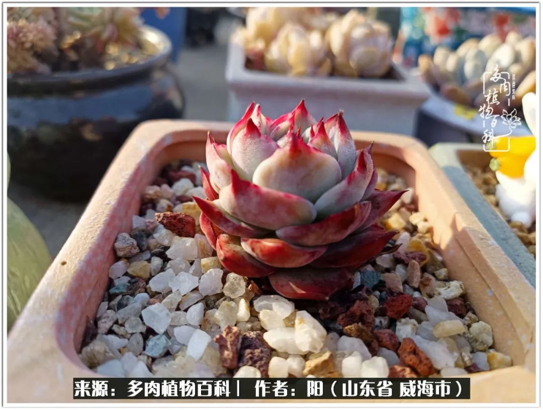 浜洪棿鐑熺伀鑷湁涓囧崈棰滆壊,浜洪棿鐑熺伀鐨嗘槸骞冲嚒棰滆壊