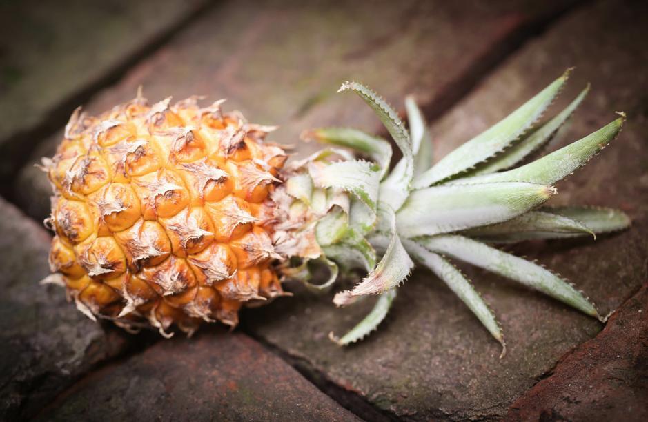 水培凤梨菠萝,菠萝水培最简单的方法