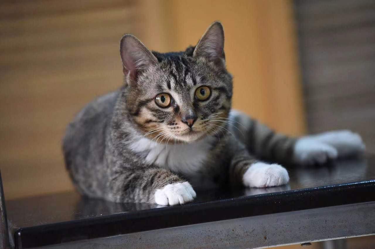 养狗一直不被狗抓,养狗不拴绳老是追人去哪里投诉