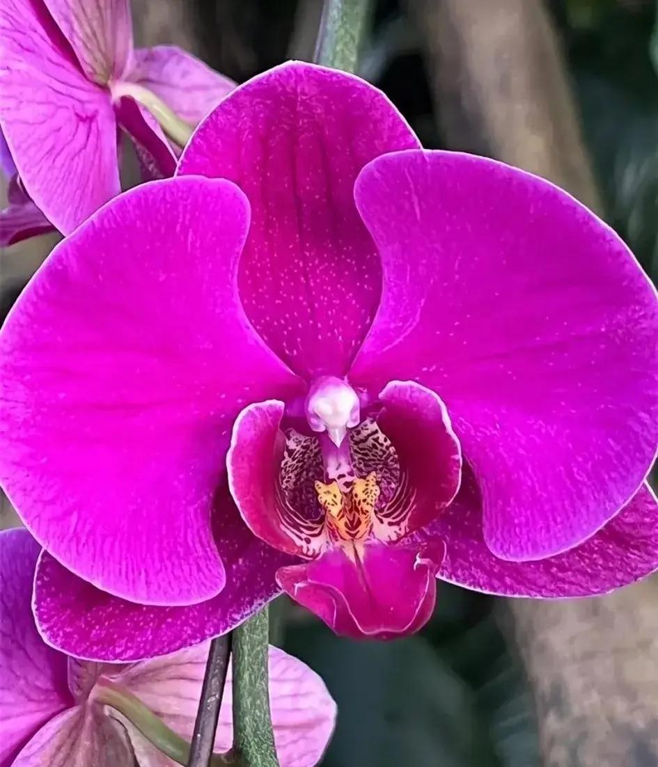 兰花的唯美图片,珍稀兰花各色大全