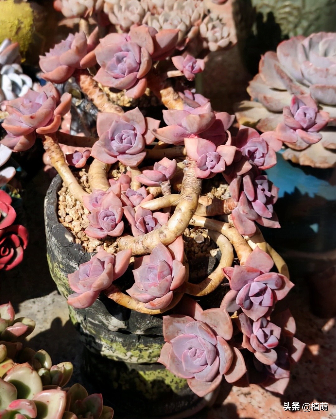 彩虹糖为什么那么甜,为啥彩虹糖会有颜色