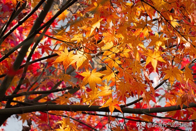 没发烧就感冒咳嗽是不是甲流,感冒甲流了还有必要吃药吗